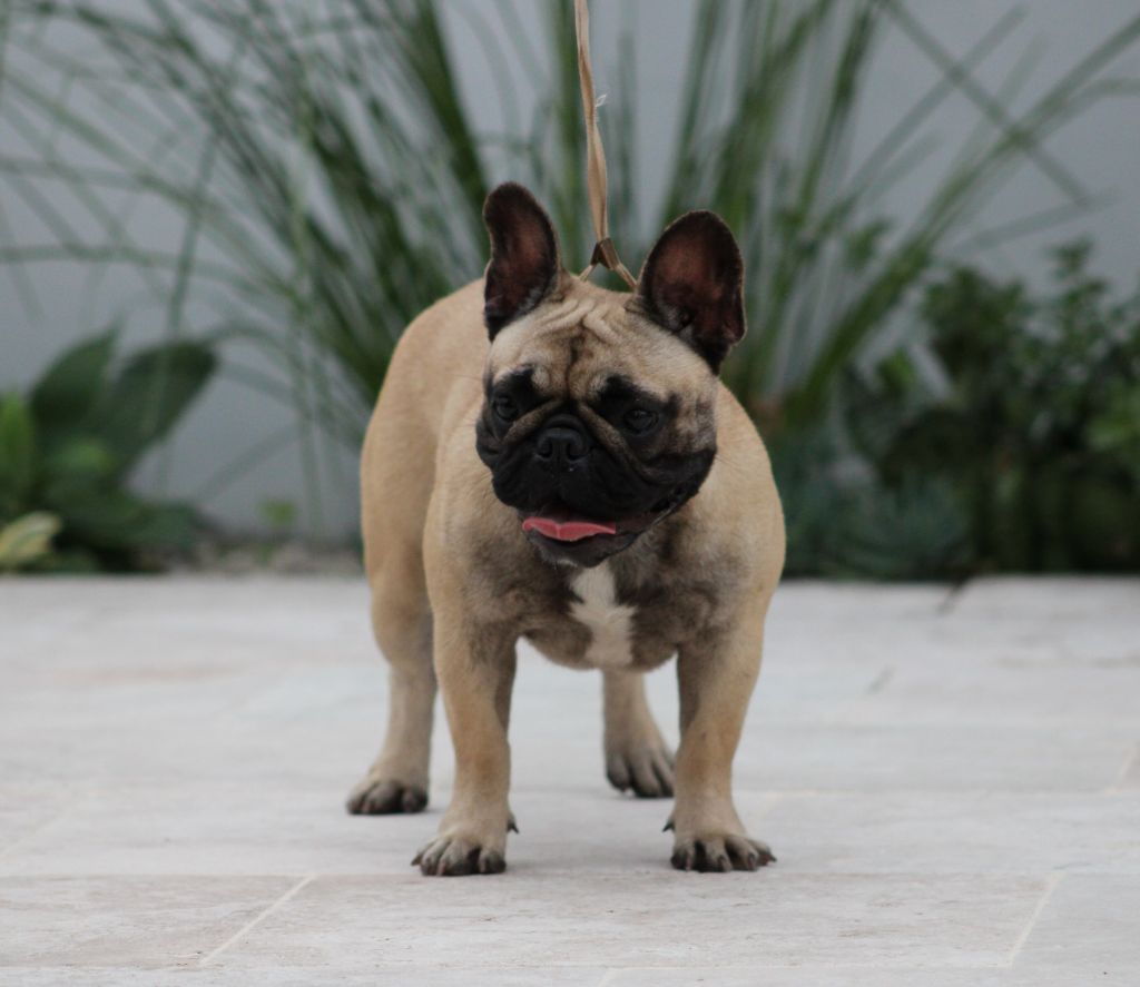 Les Bouledogue français de l'affixe des enclos de la fournaise