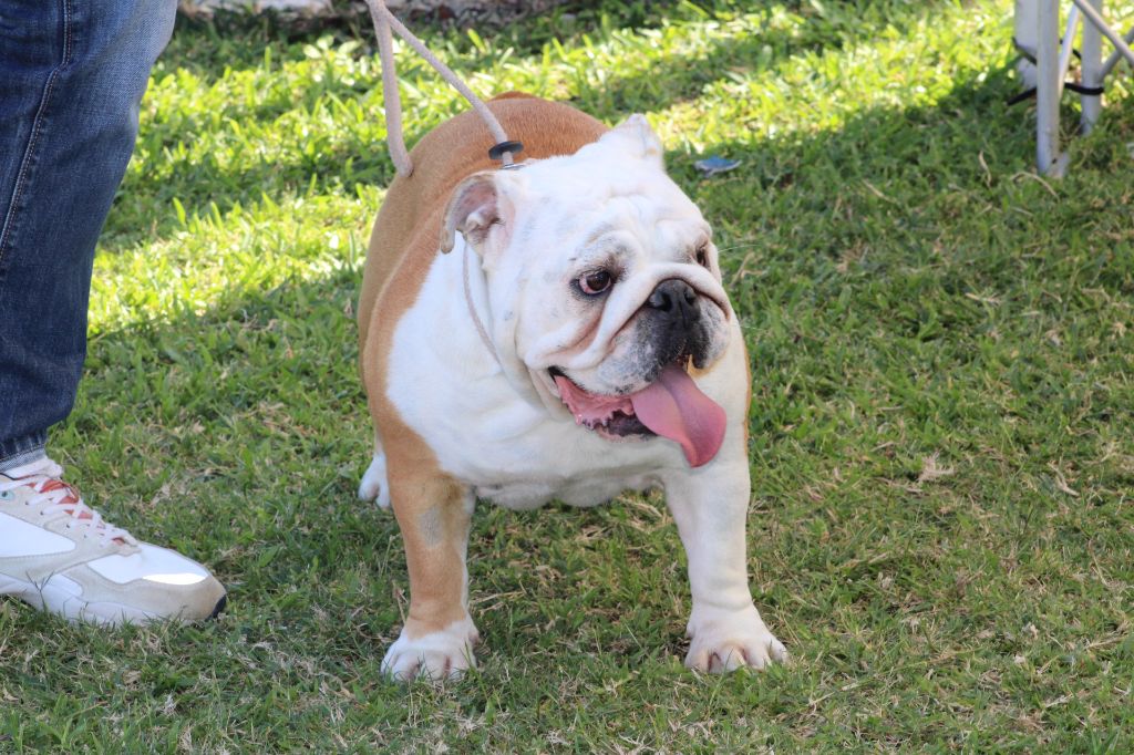 Les Bulldog Anglais de l'affixe des enclos de la fournaise