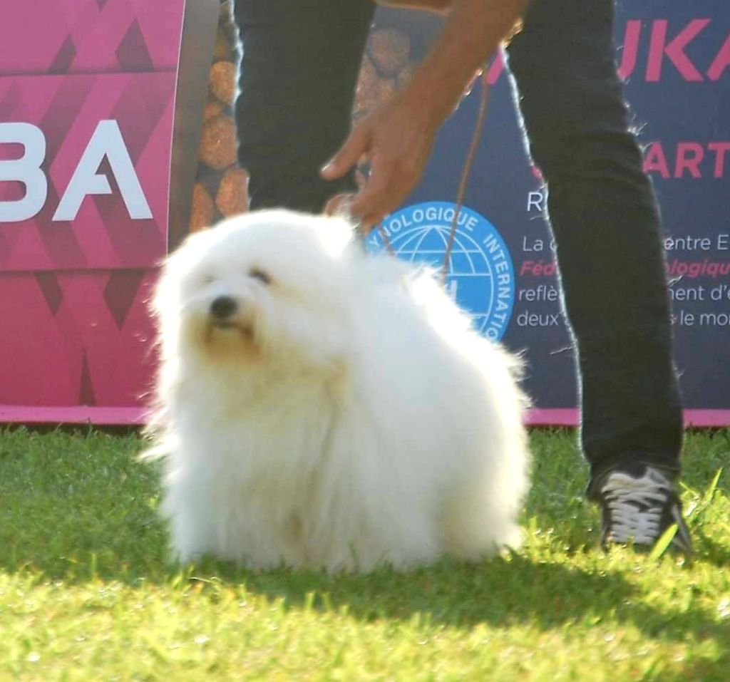 Les Coton de Tulear de l'affixe des enclos de la fournaise