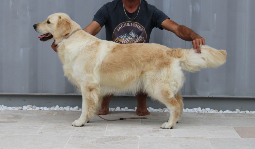 Les Golden Retriever de l'affixe des enclos de la fournaise