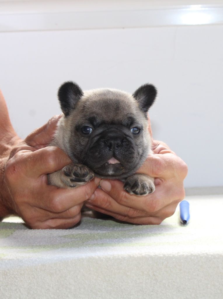 des enclos de la fournaise - Chiot disponible  - Bouledogue français