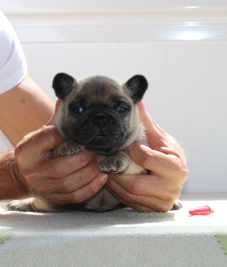 des enclos de la fournaise - Chiot disponible  - Bouledogue français