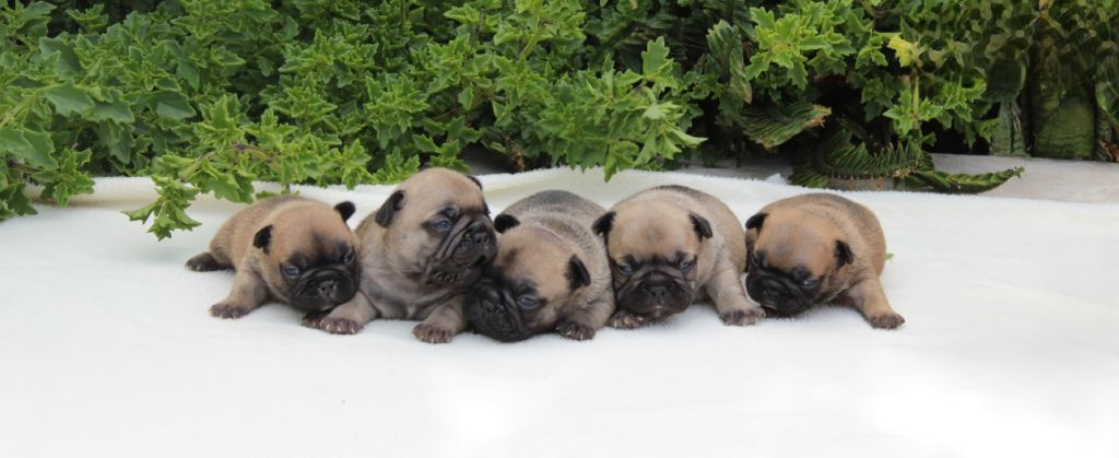 chiot Bouledogue français des enclos de la fournaise