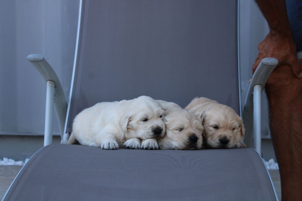 chiot Golden Retriever des enclos de la fournaise