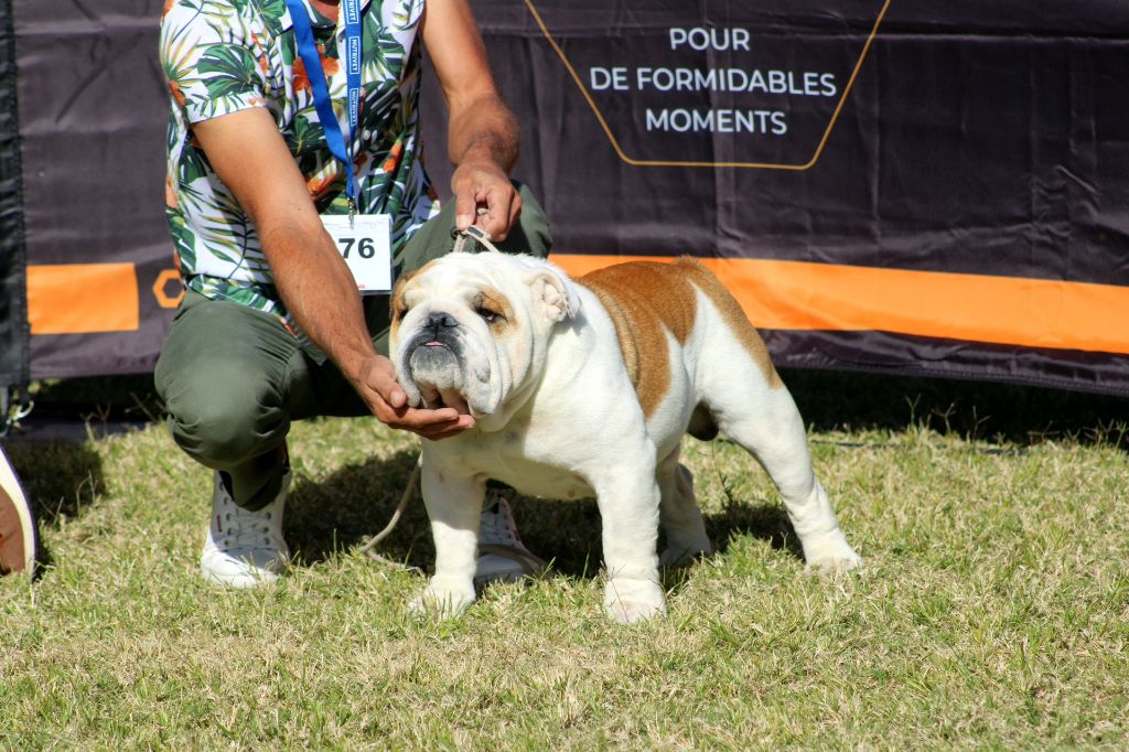 des enclos de la fournaise - Exposition canine 2024 à Saint Joseph (Oméga)