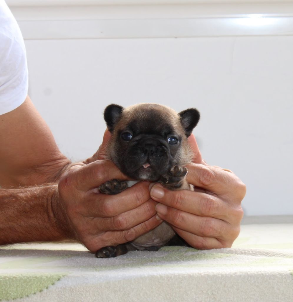 des enclos de la fournaise - Chiots disponibles - Bouledogue français