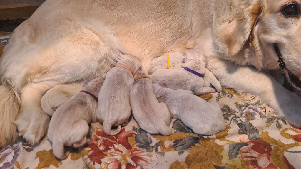 Chiot Golden Retriever des enclos de la fournaise